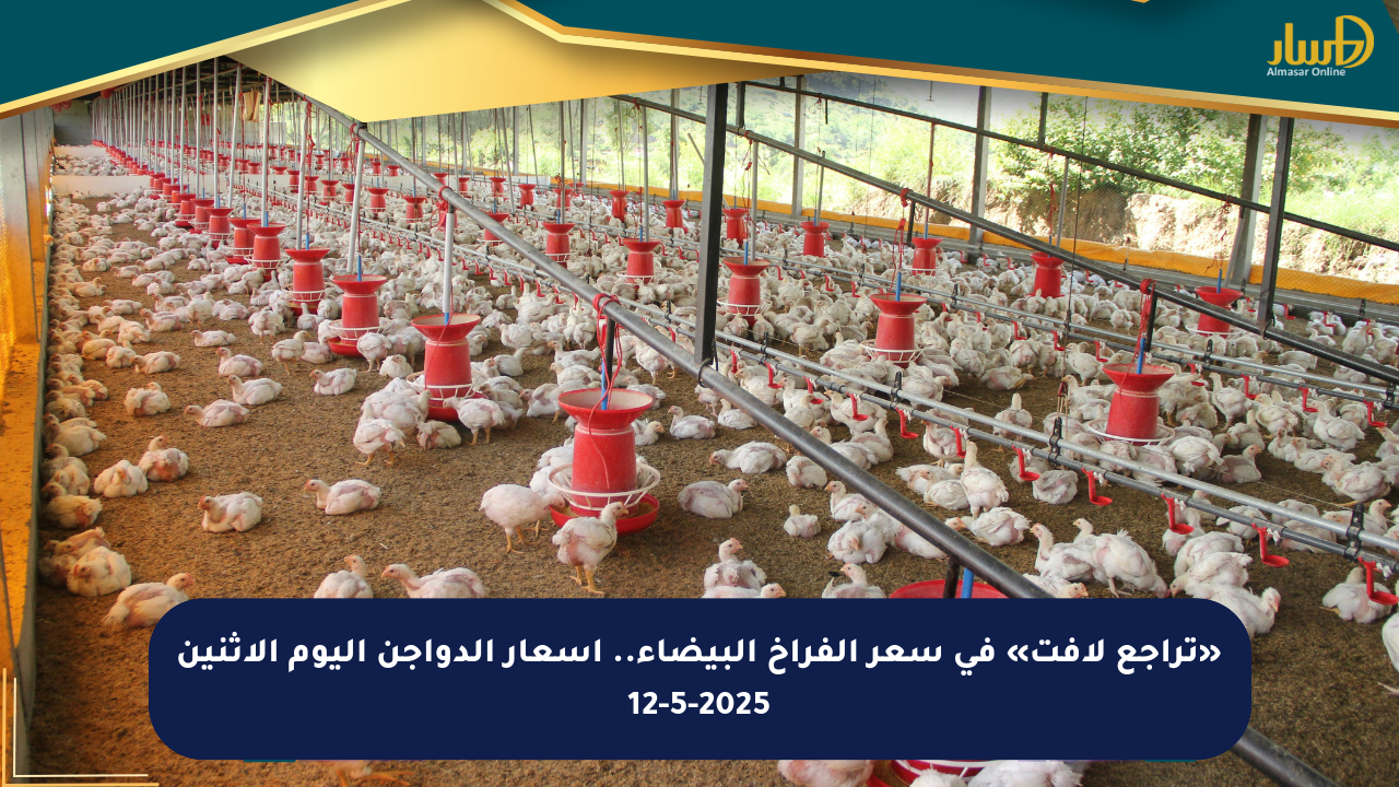 «تراجع لافت» في سعر الفراخ البيضاء.. أسعار الدواجن اليوم الإثنين 12-5-2025